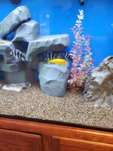 Gallery | Serenity Aquarium & Aviary Services