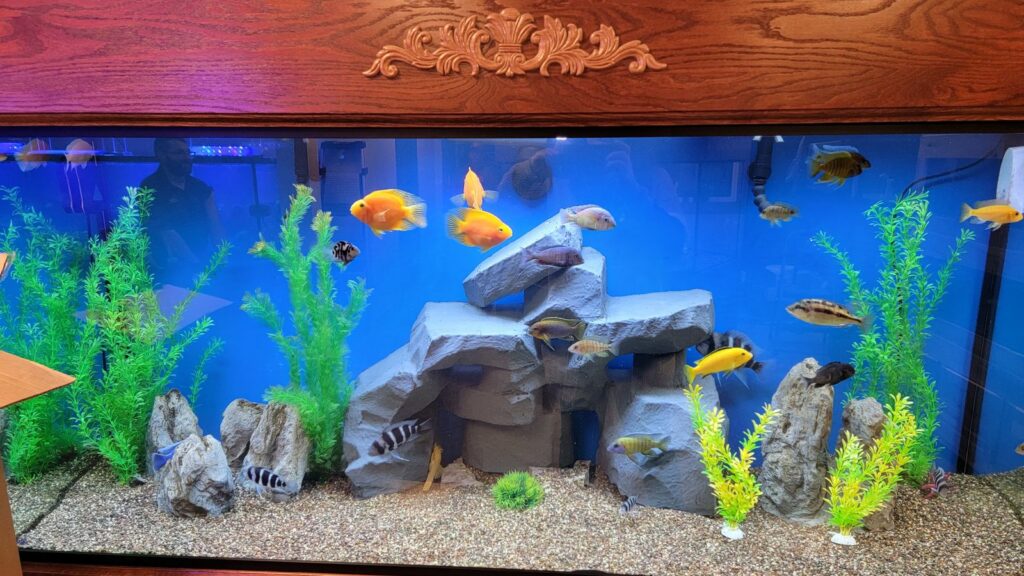 THE most beautiful fresh water tank I've ever seen!  Fresh water fish tank,  Fish tank decorations, Fish tank