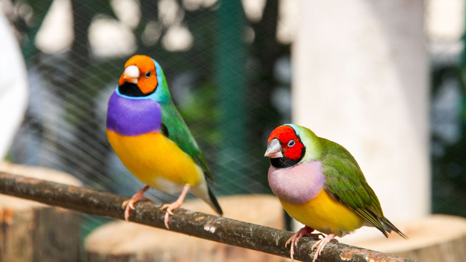 Gouldian Finch The Finches Of Serenity Serenity Aquarium And Aviary Services 3337