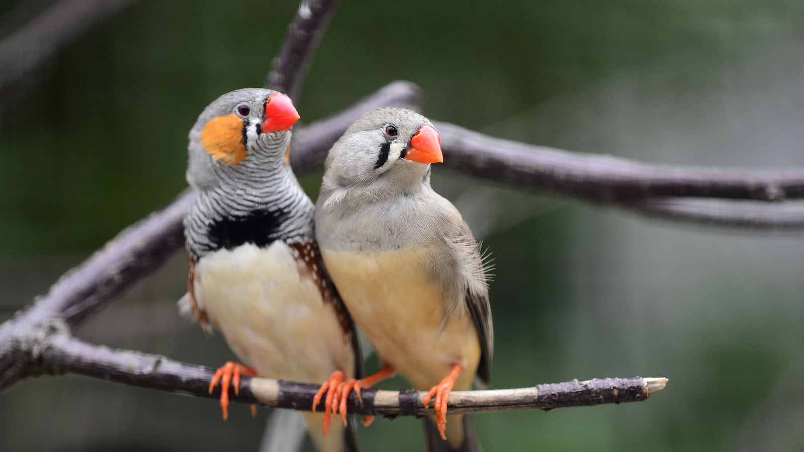 Zebra Finch - The Finches of Serenity | Serenity Aquarium & Aviary Services