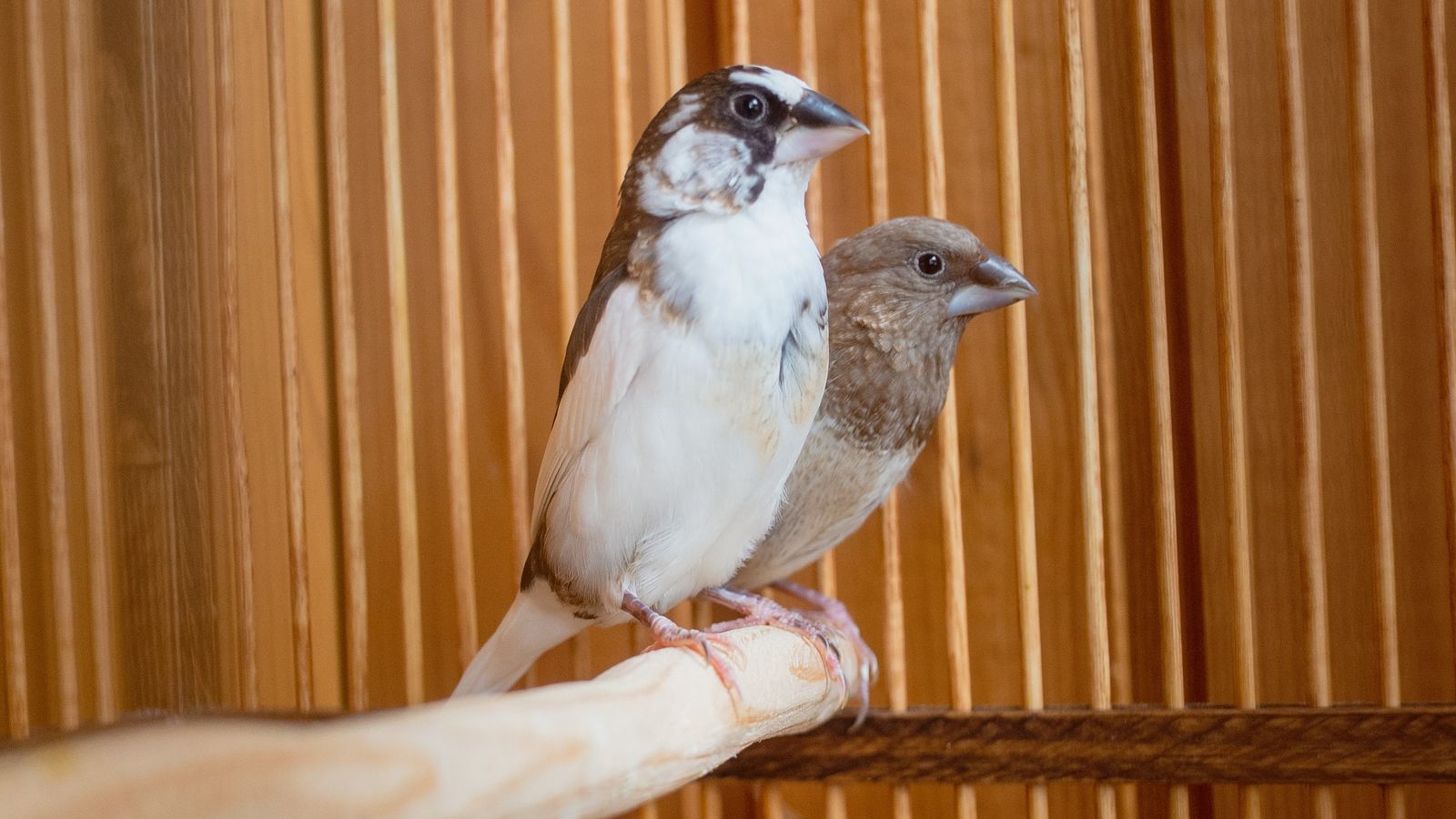 Society Finch - The Finches of Serenity | Serenity Aquarium & Aviary ...